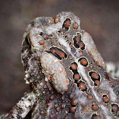 Toad Closeup_25550-2.jpg - Photographed at Smiths Falls, Ontario, Canada.